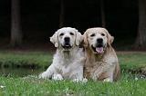 GOLDEN RETRIEVER 379